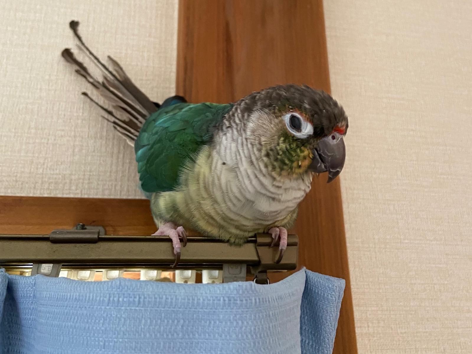 びびちゃん びびちゃん