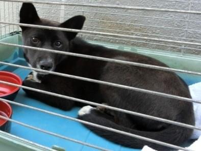 保護された犬 保護された犬