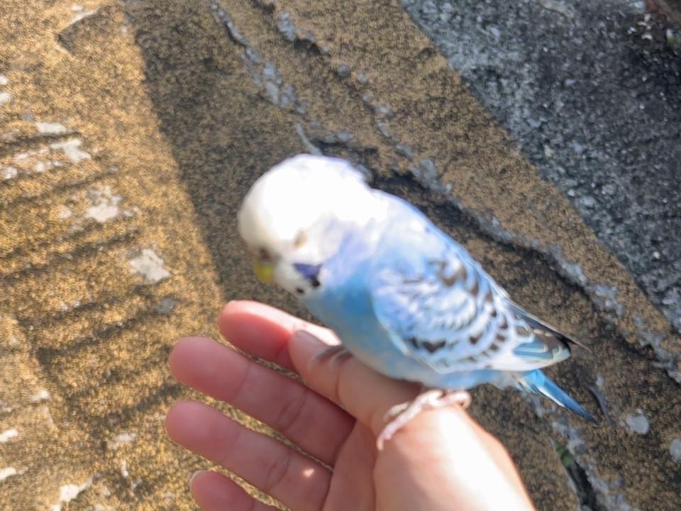 目撃された鳥 目撃された鳥