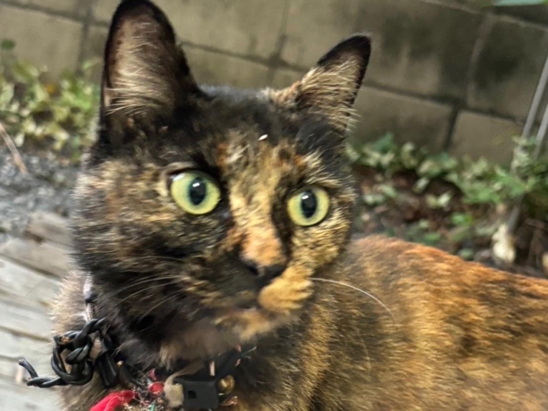 保護された猫 保護された猫