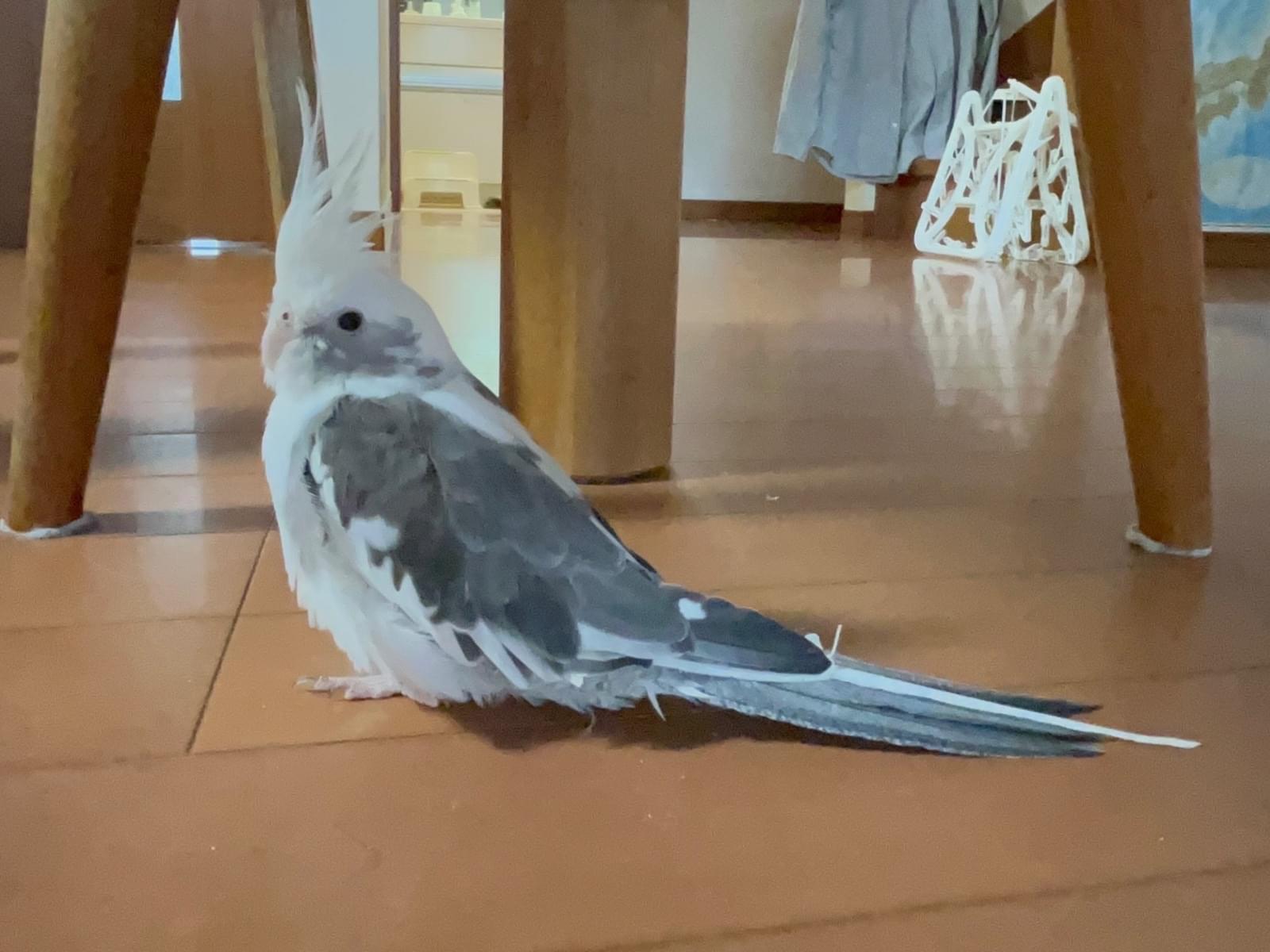チャックちゃん チャックちゃん