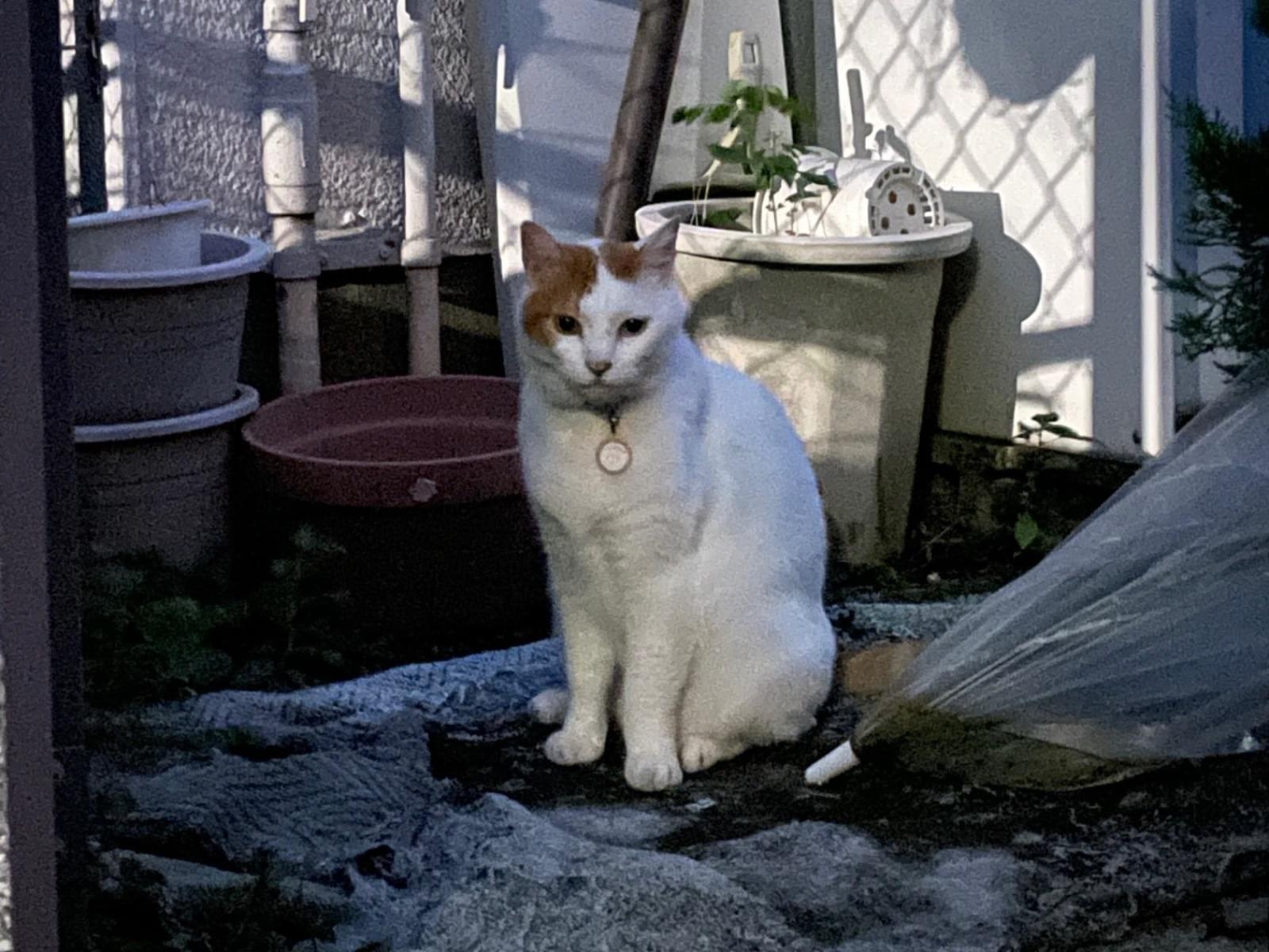 目撃された猫 目撃された猫