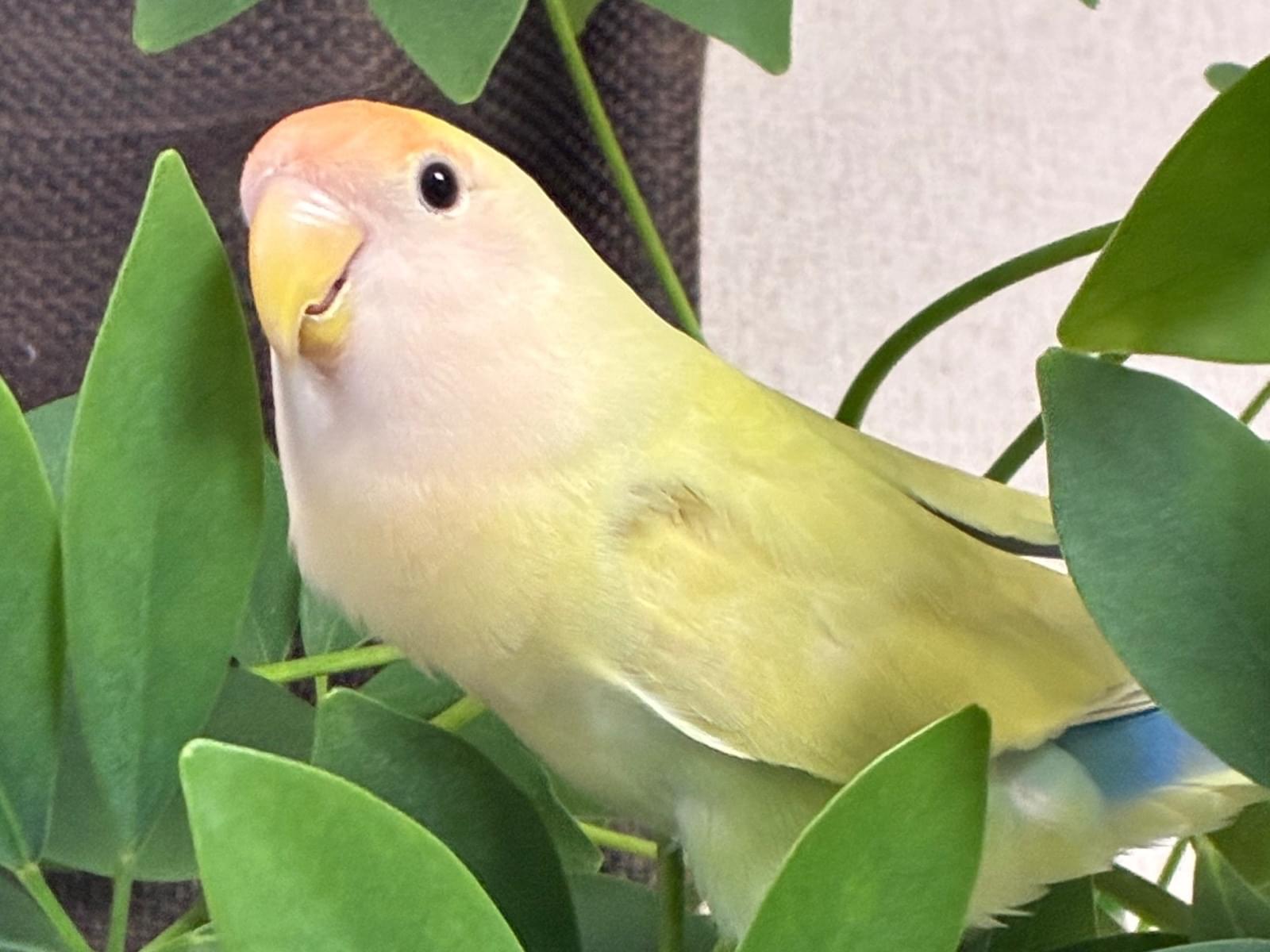 チコちゃん チコちゃん