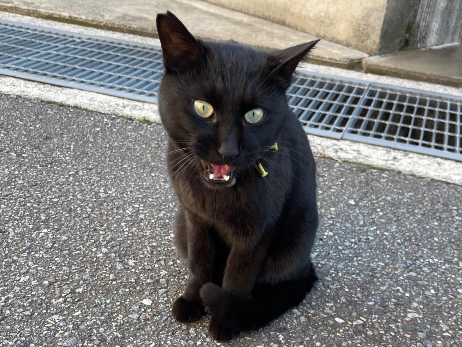 目撃された猫 目撃された猫