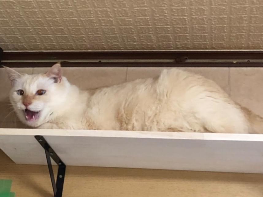 こはくちゃん こはくちゃん