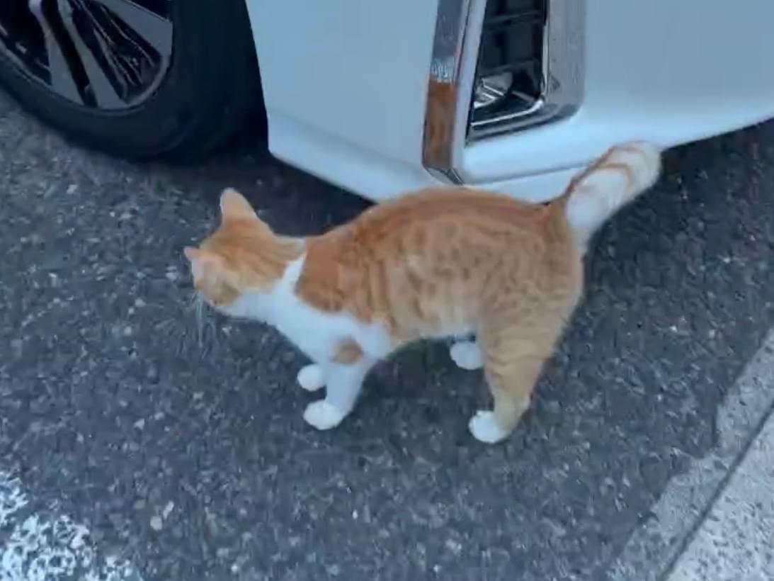 目撃された猫