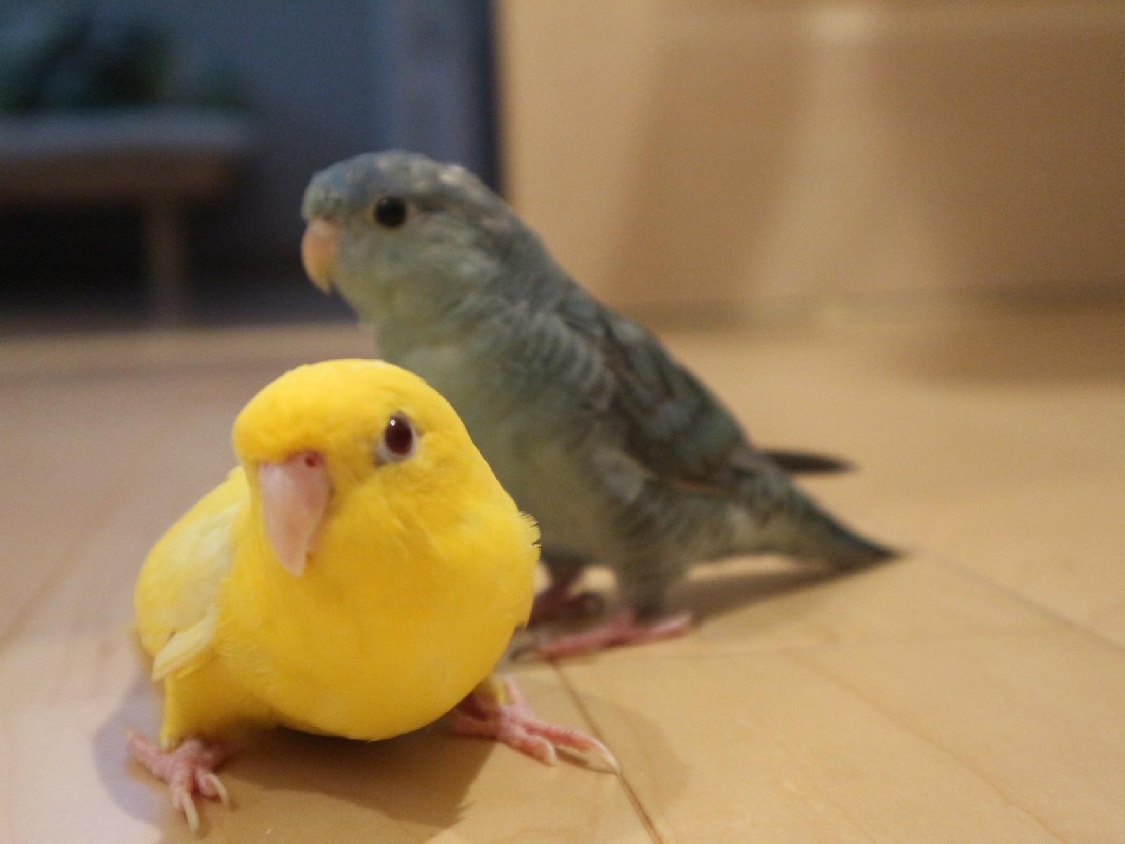 レモン・ブルーベリーちゃん