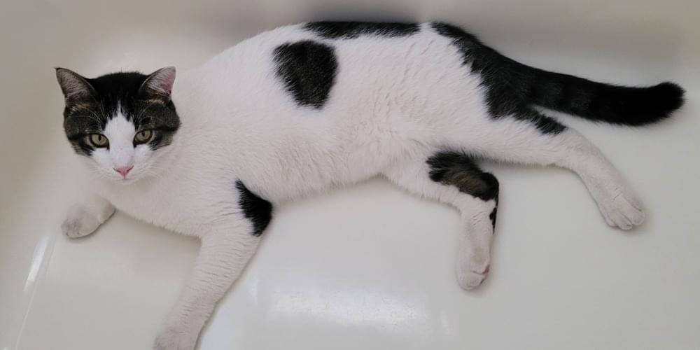 ふんばり親子猫　ハチワレ u0ibkkg.jpg