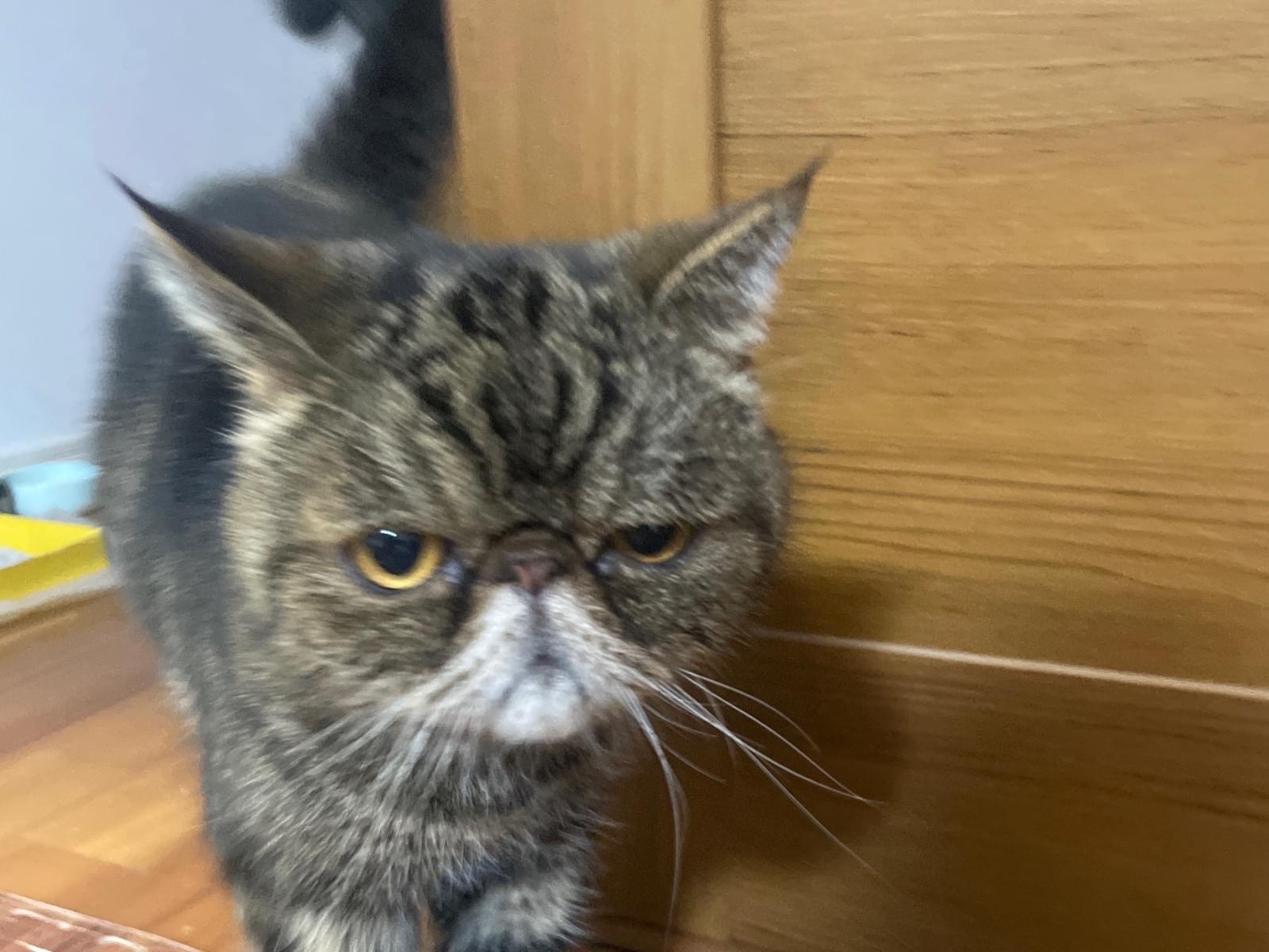 保護された猫