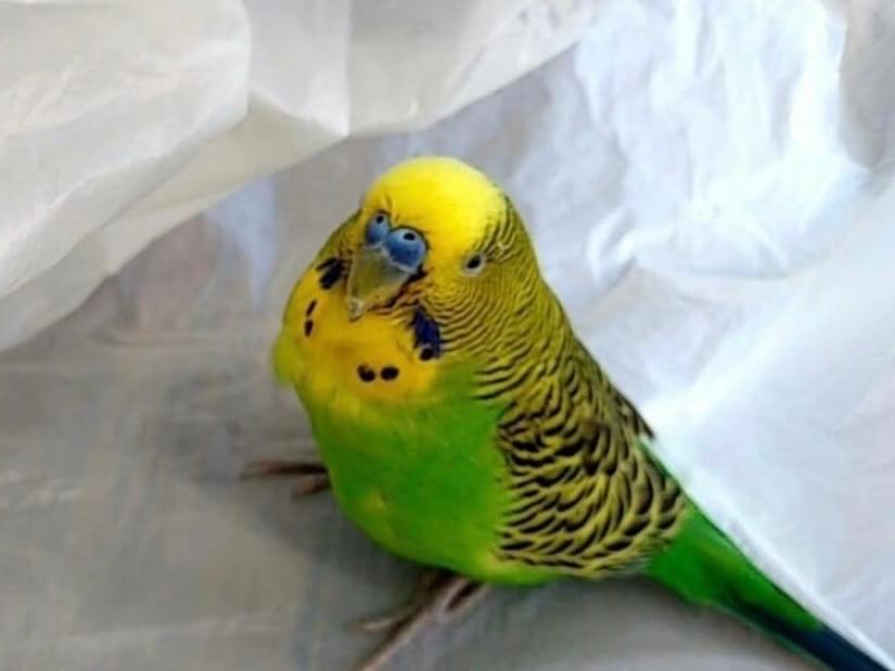保護された鳥 保護された鳥