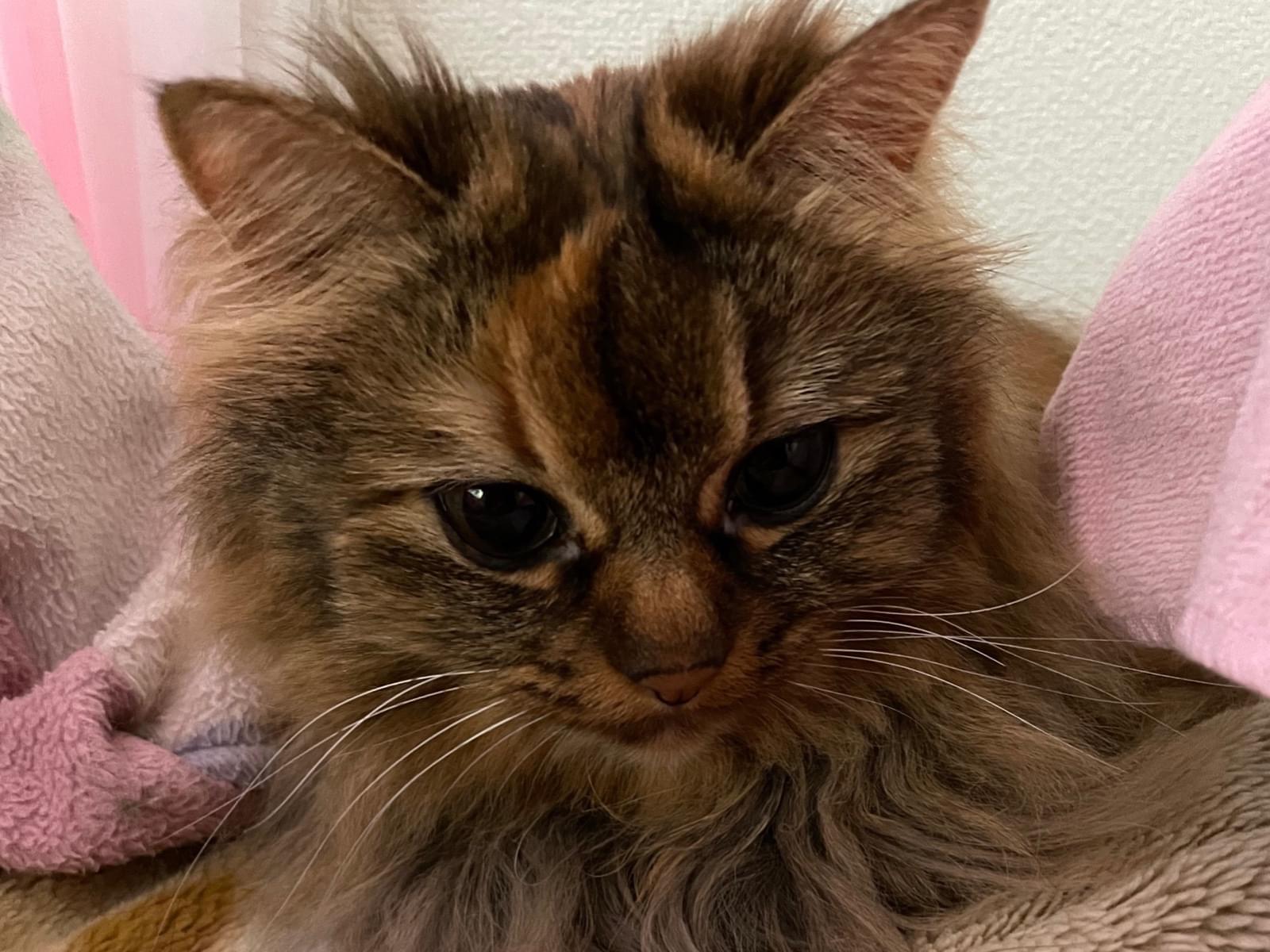 ぽんずちゃん ぽんずちゃん