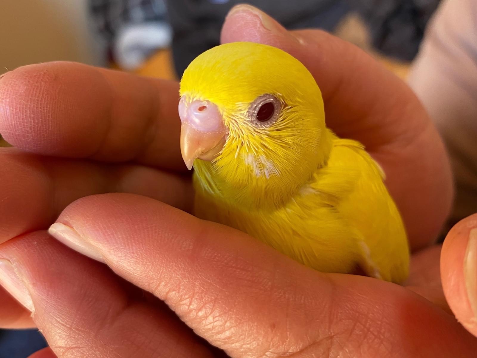 ポポちゃん ポポちゃん