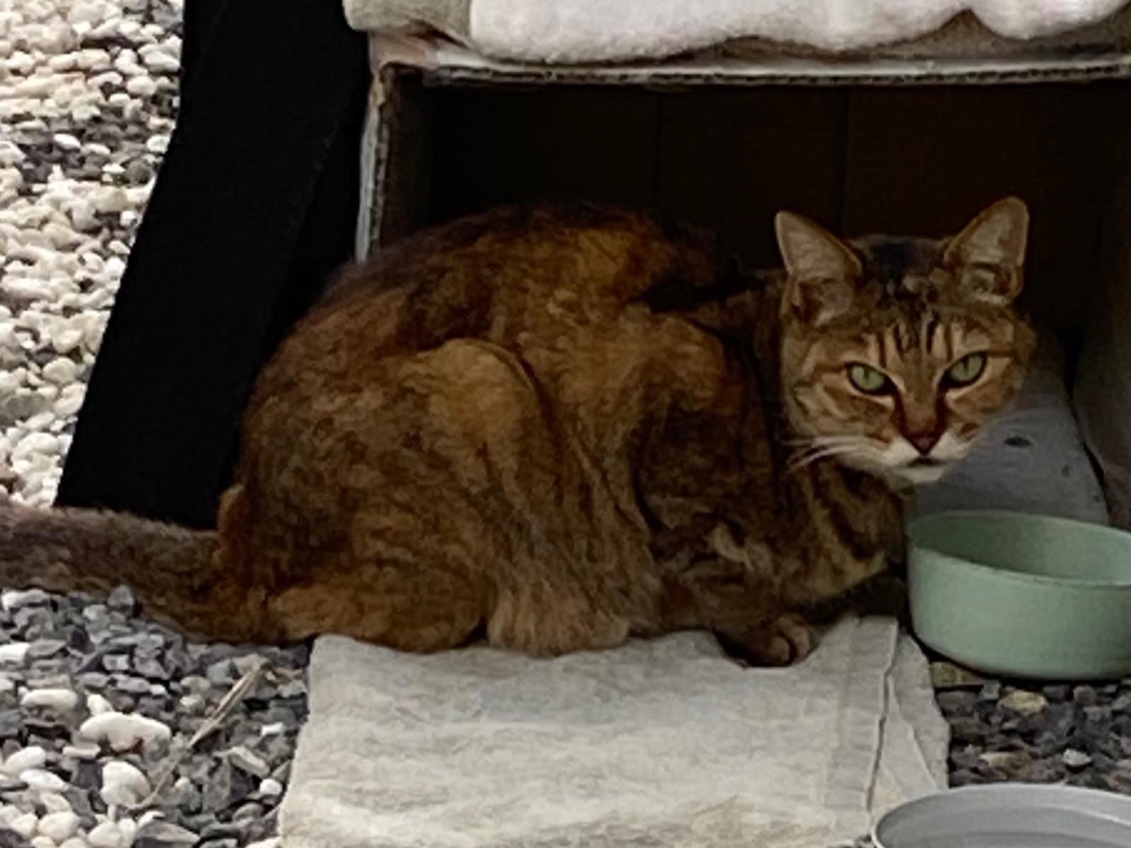 目撃された猫 目撃された猫