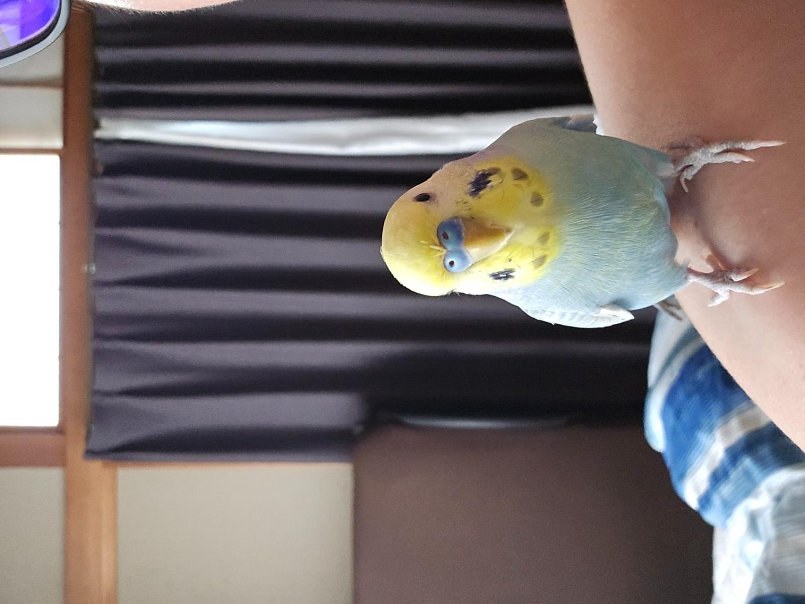 シンタニチコちゃん シンタニチコちゃん