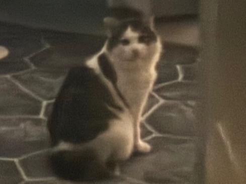 目撃された猫 目撃された猫