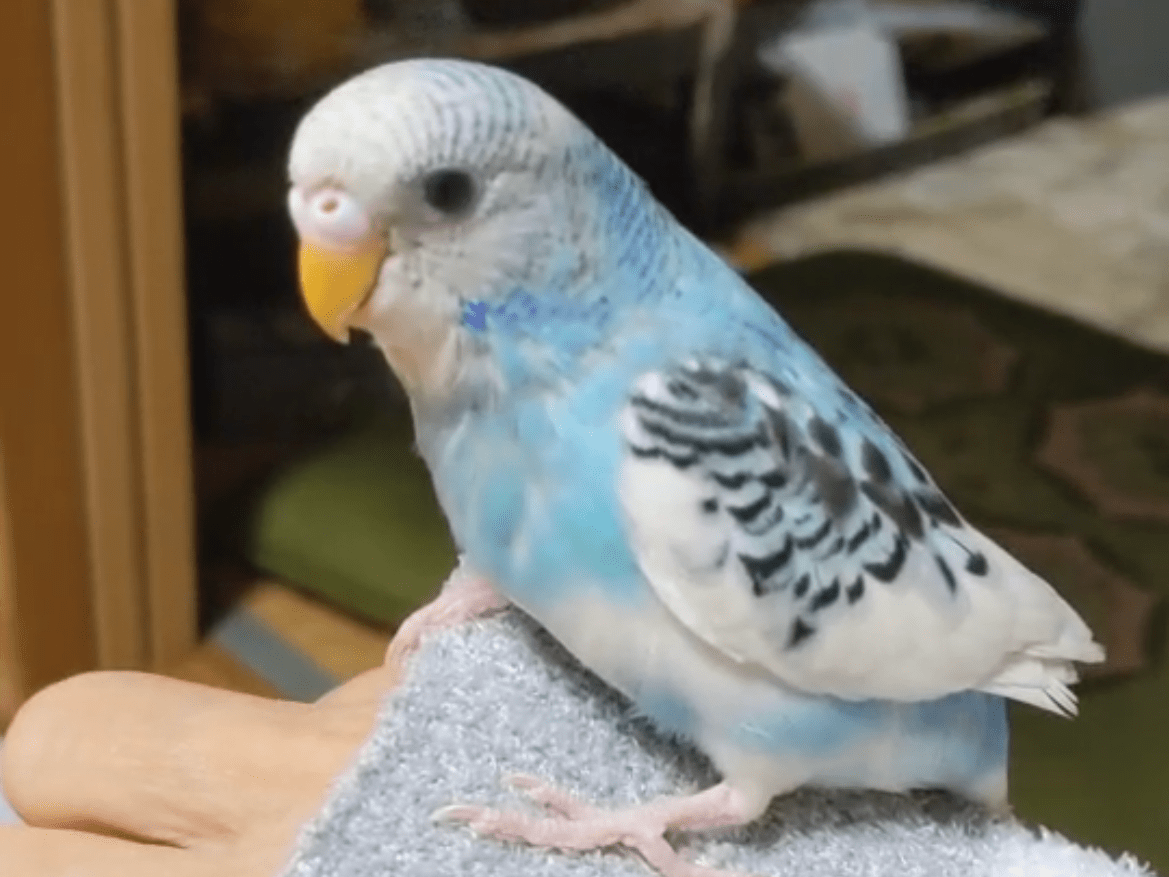 おもちちゃん おもちちゃん