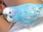 ぴーちゃん ぴーちゃん
