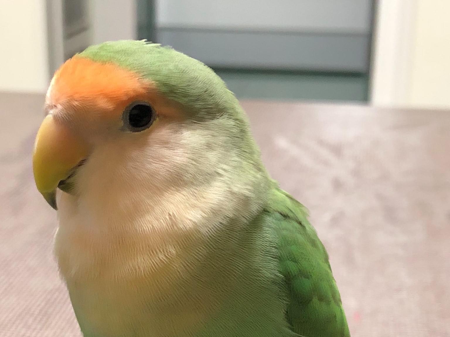 りーちゃん りーちゃん