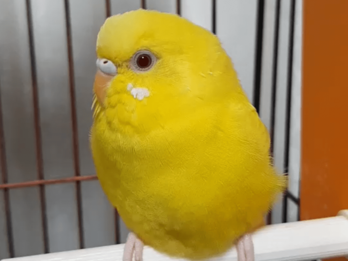 ぴよちゃん ぴよちゃん
