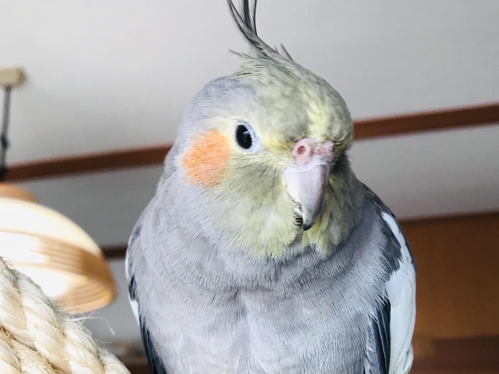 トトちゃん トトちゃん