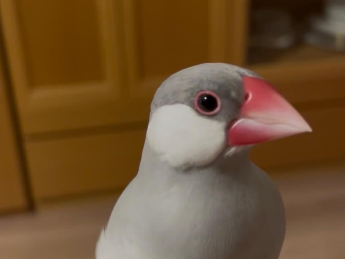 りりちゃん