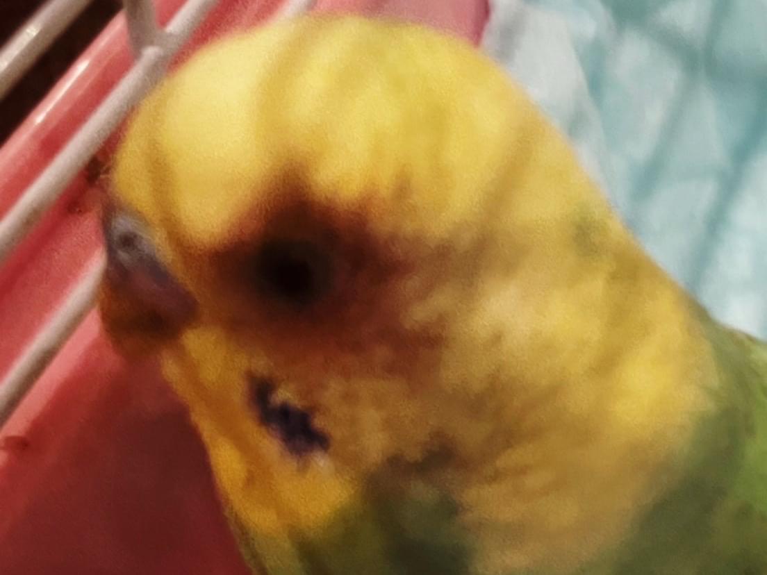 保護された鳥 保護された鳥