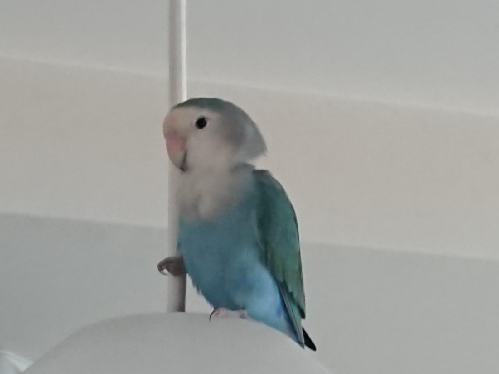 保護された鳥 保護された鳥