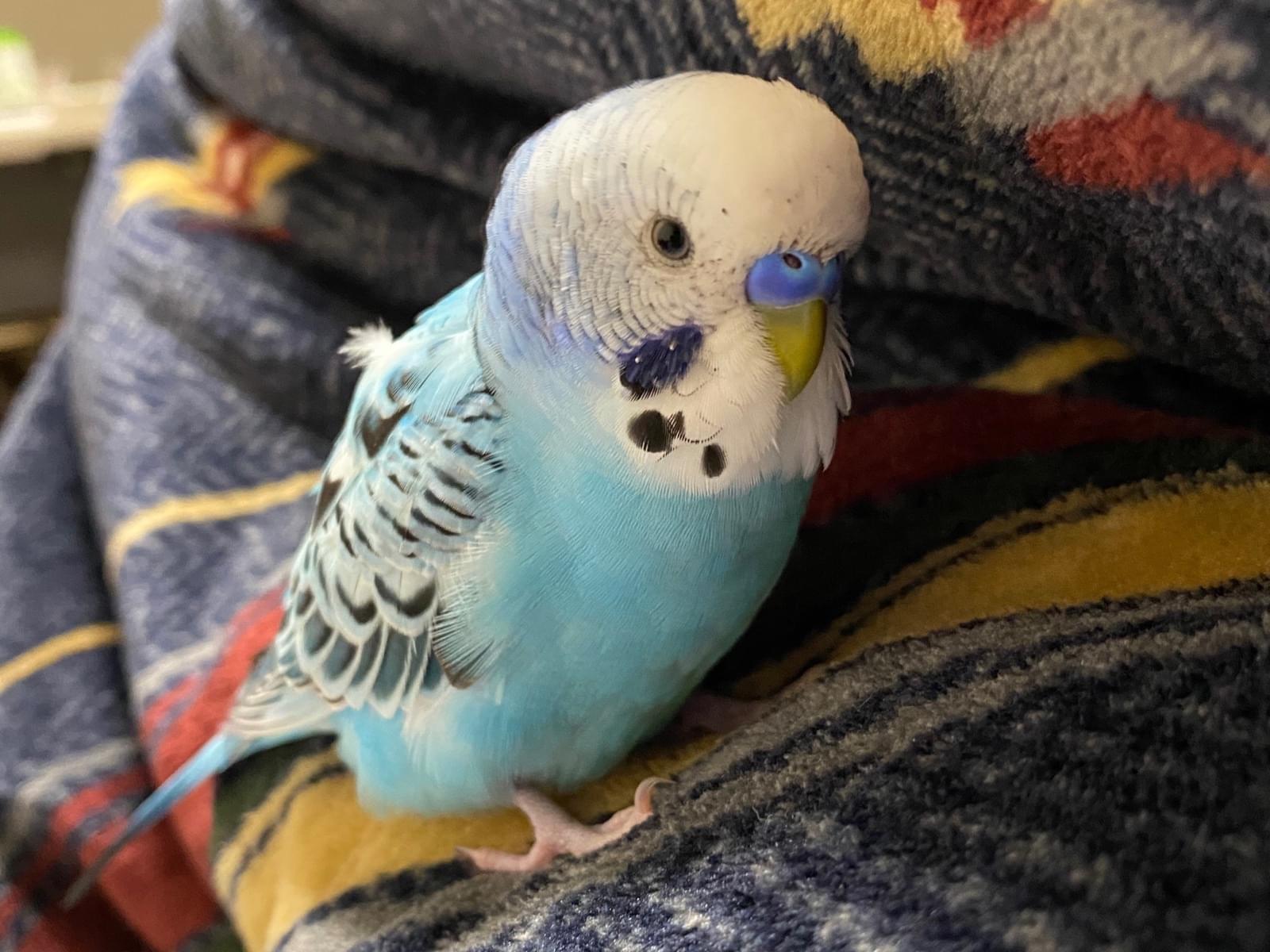 トッポちゃん トッポちゃん