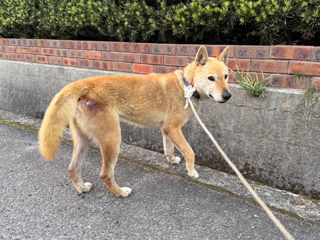 保護された犬 保護された犬