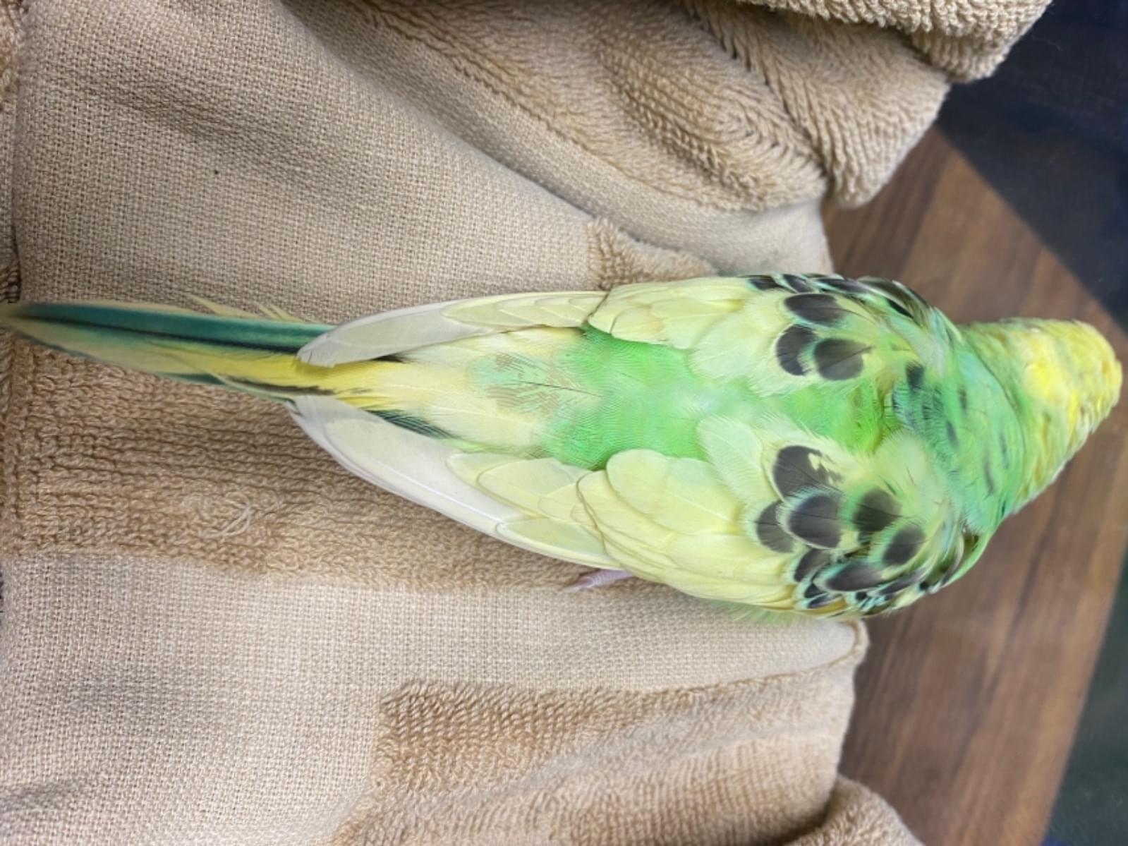 保護された鳥 保護された鳥