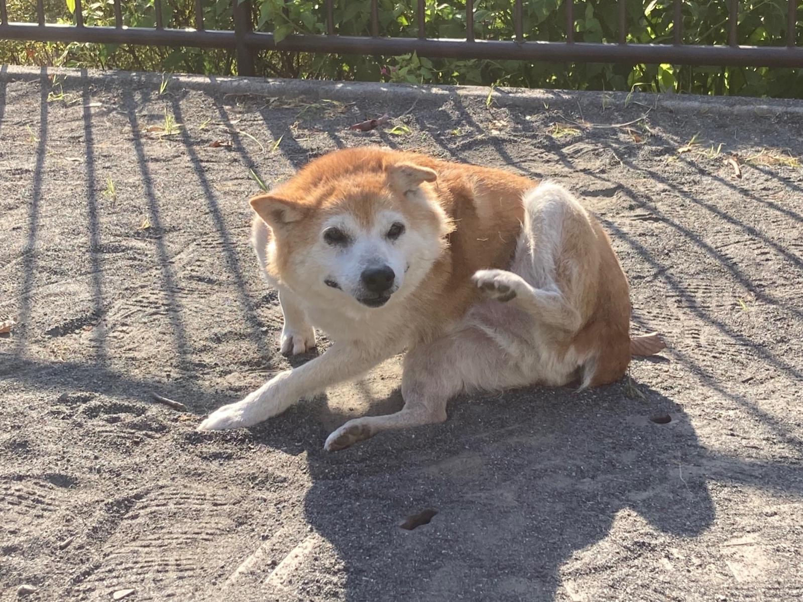 保護された犬 保護された犬