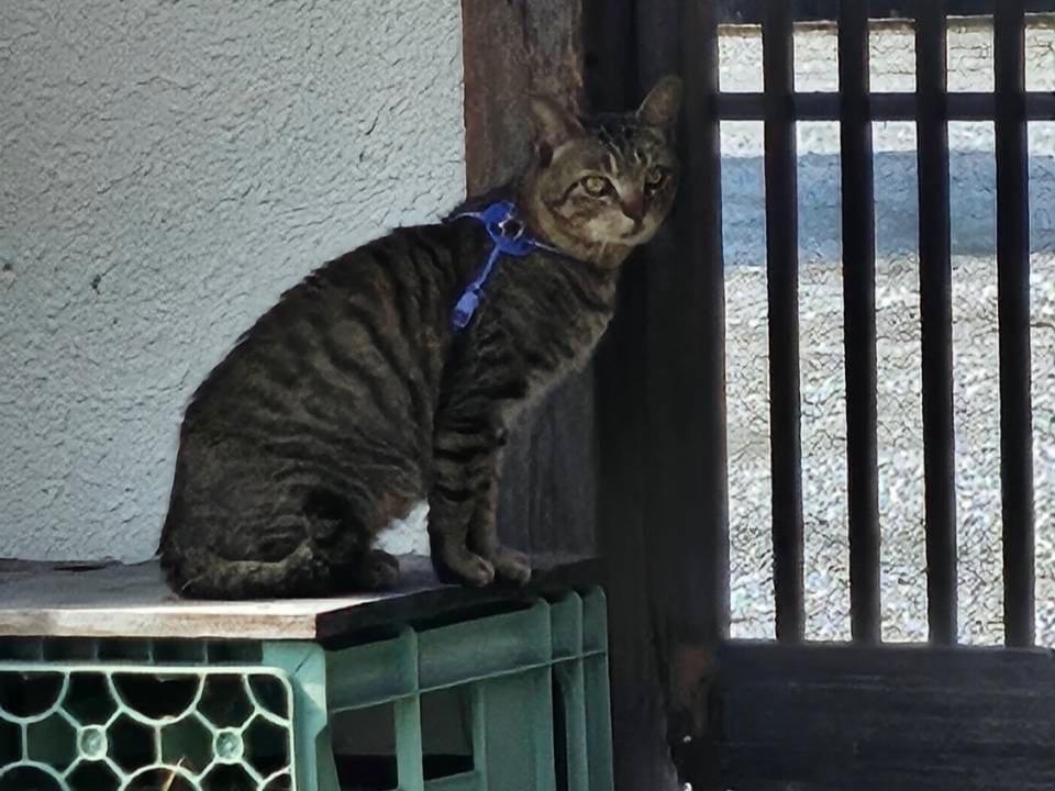 目撃された猫 目撃された猫