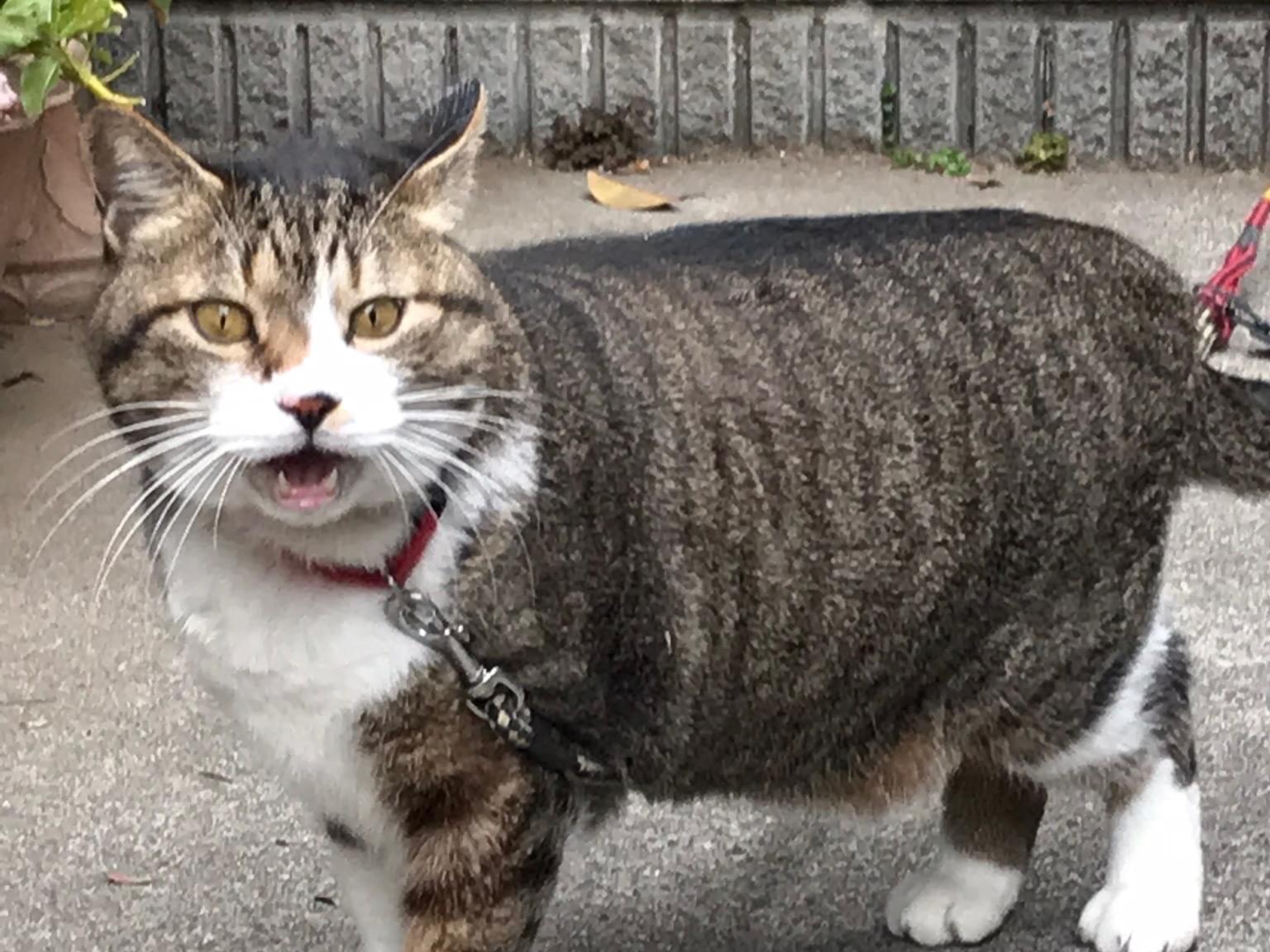 ガッちゃん ガッちゃん