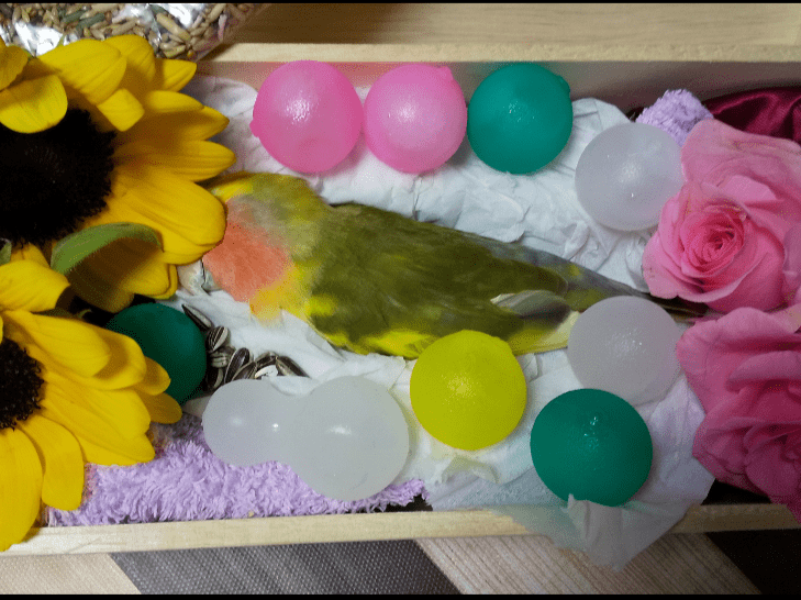 保護された鳥 保護された鳥