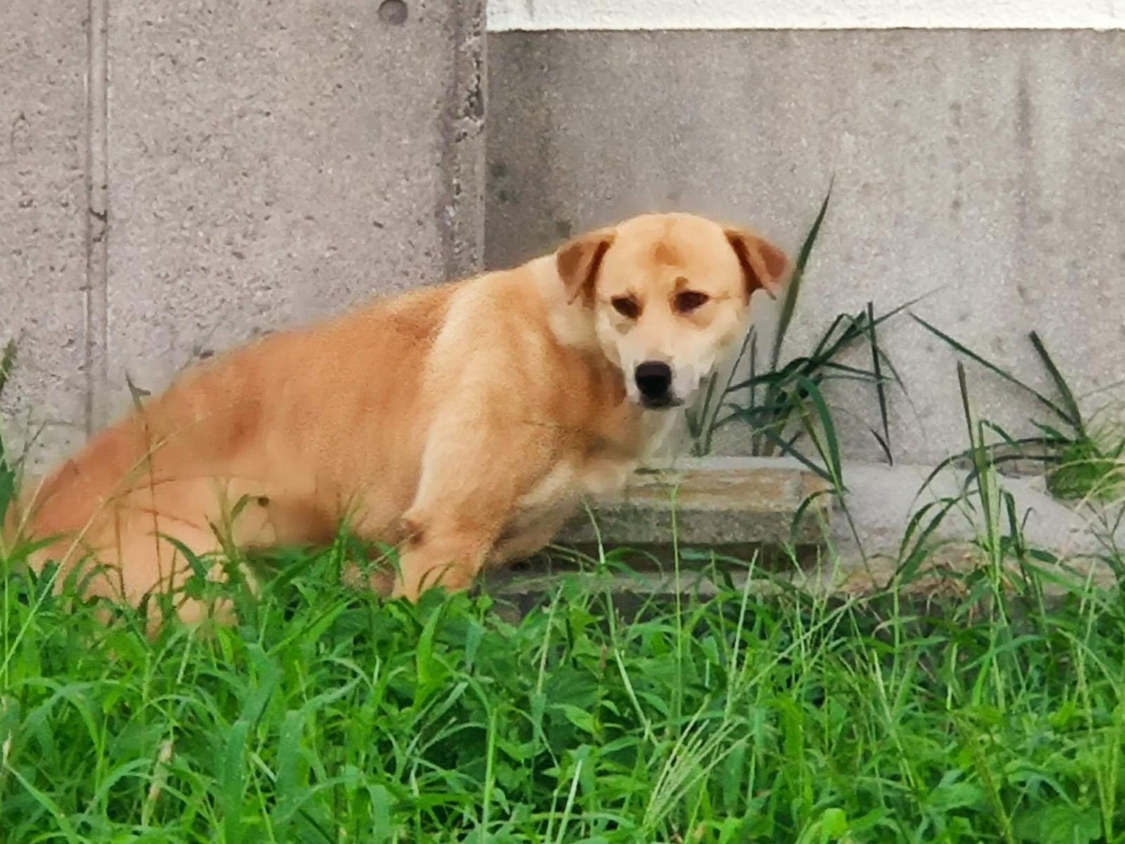 目撃された犬 目撃された犬