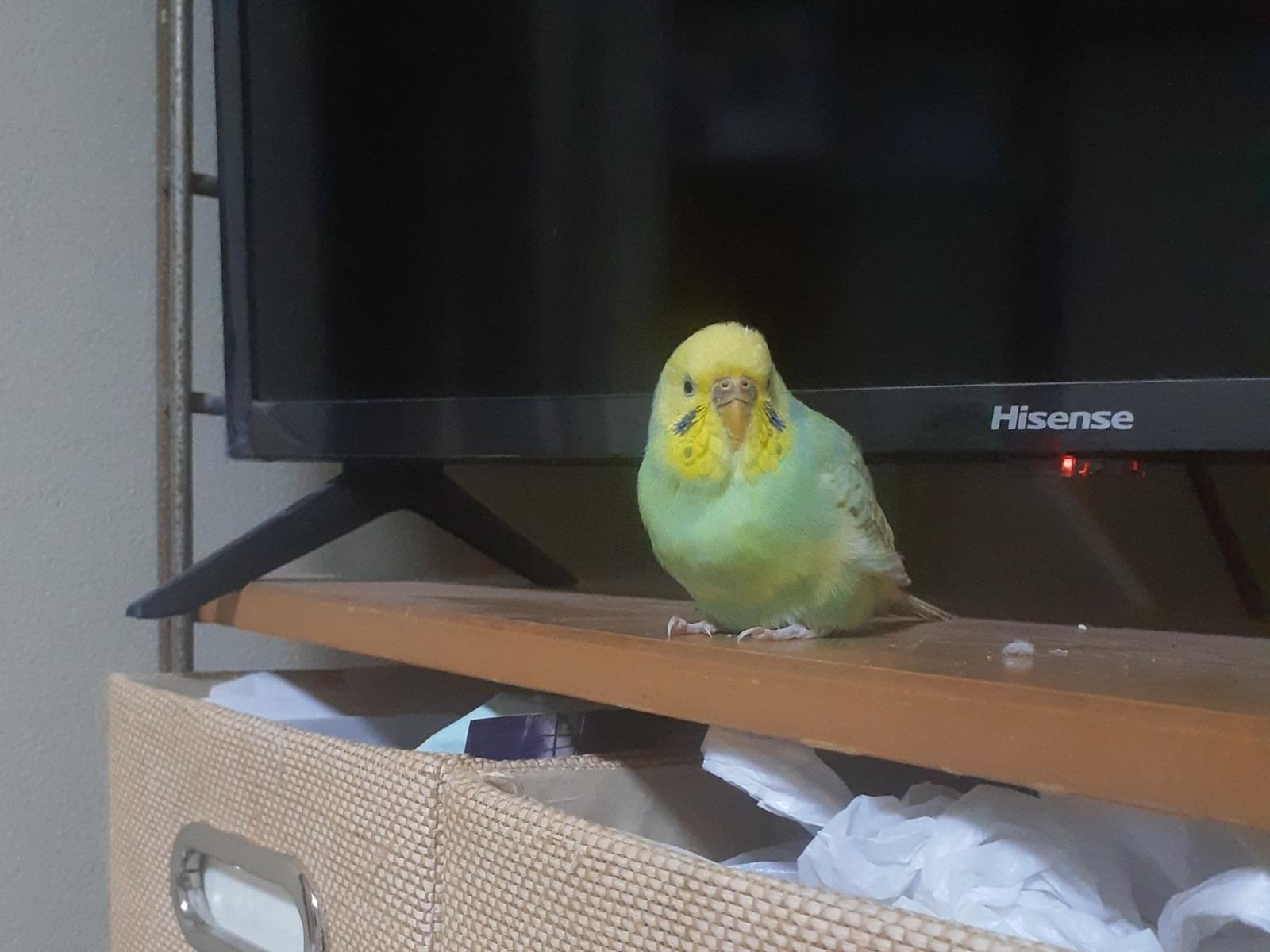 てんちゃん てんちゃん