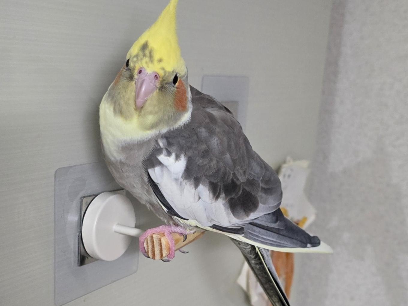 うにちゃん うにちゃん