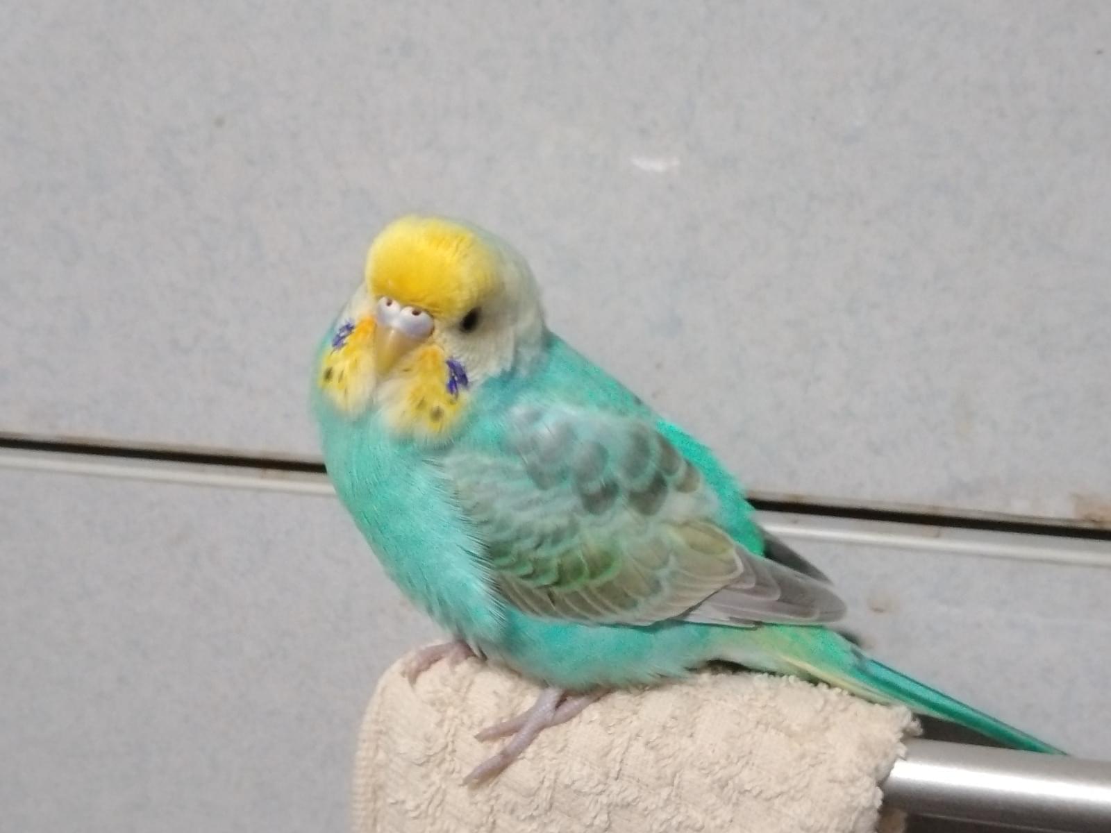 ピッピちゃん ピッピちゃん