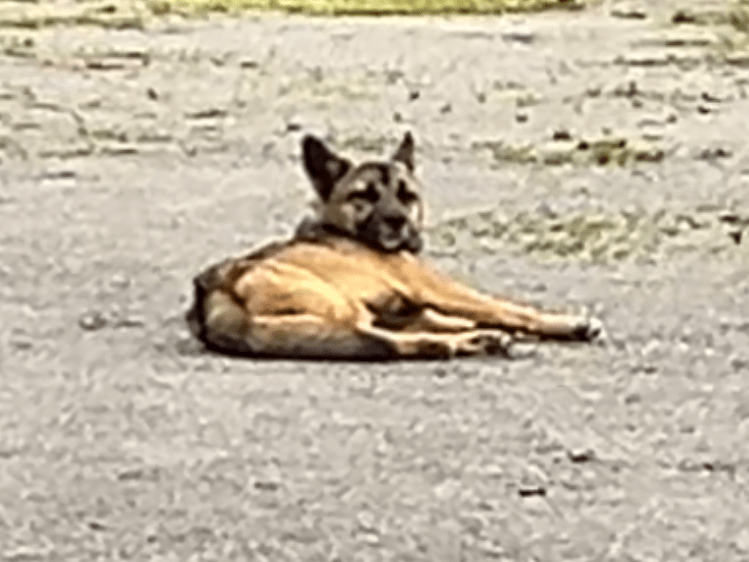 目撃された犬