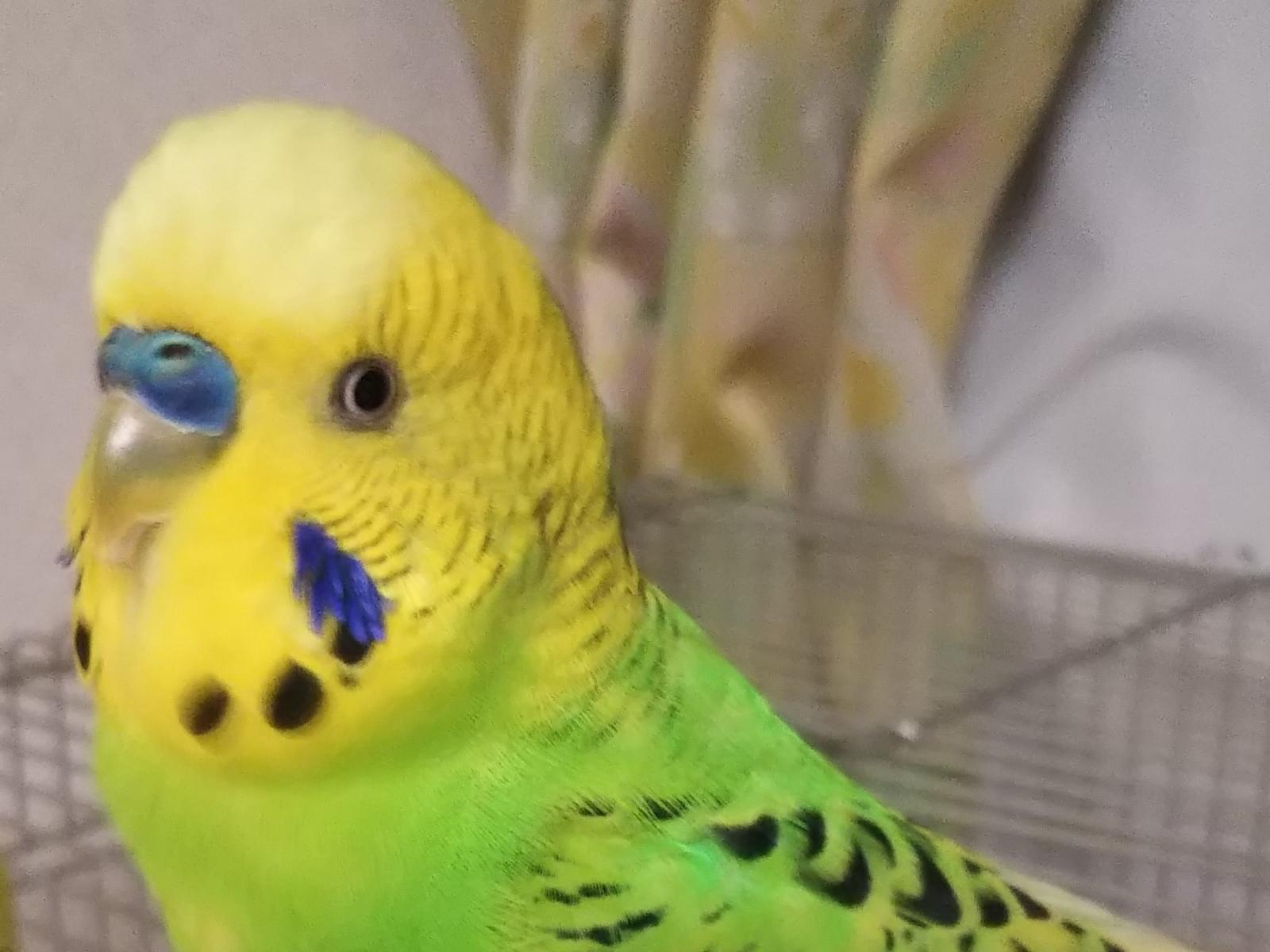 保護された鳥 保護された鳥