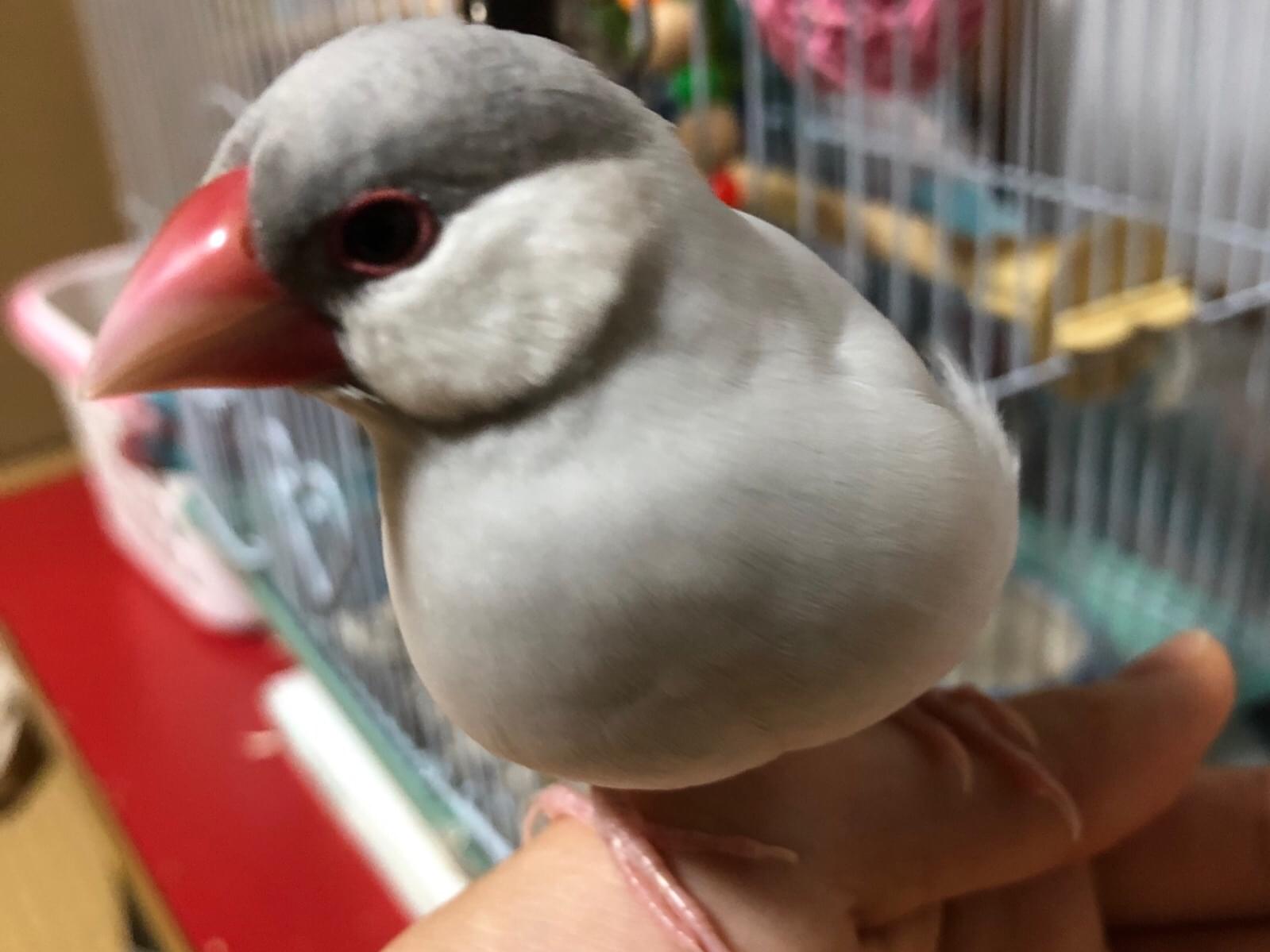 迷子になった鳥 迷子になった鳥