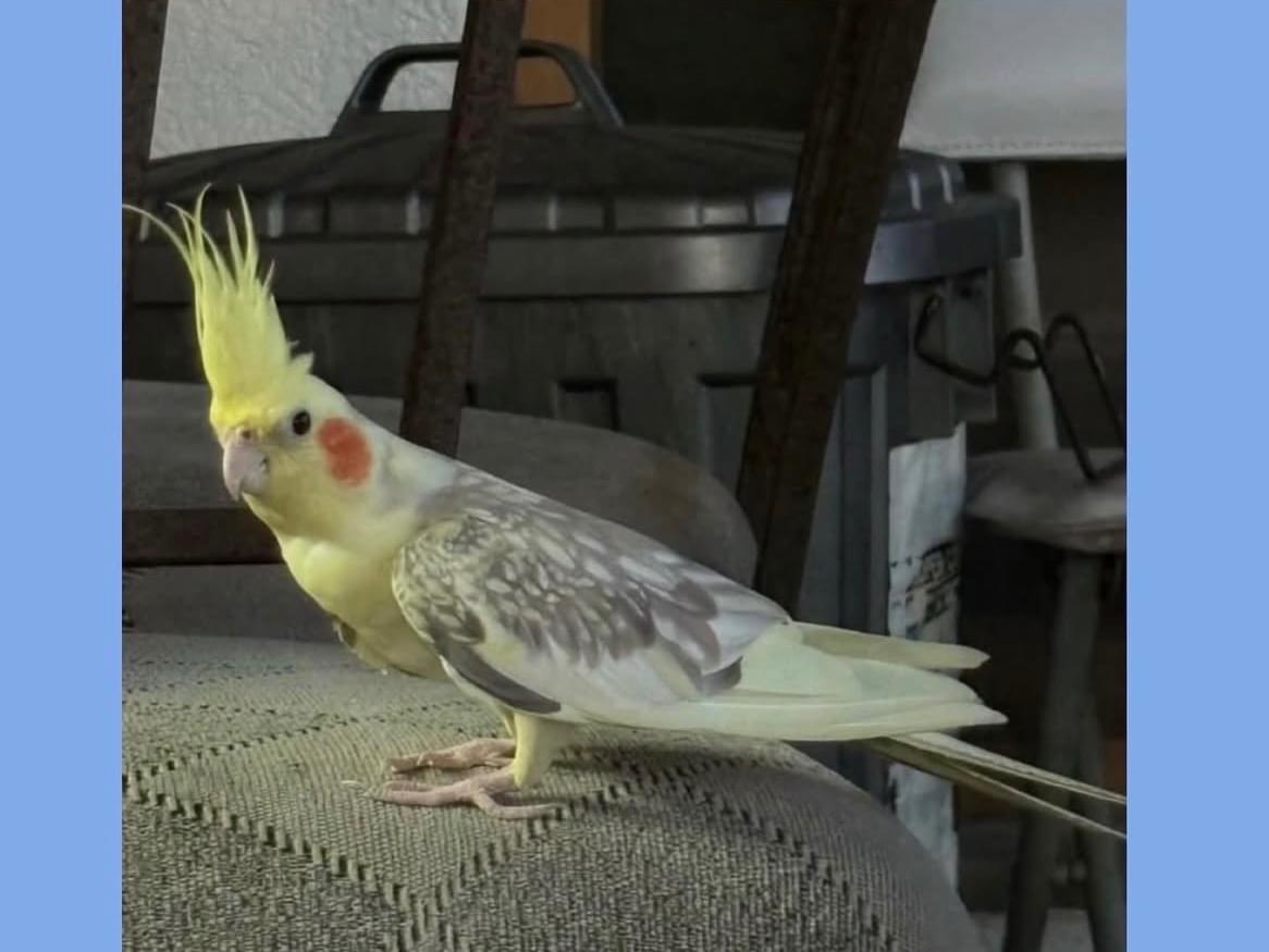 目撃された鳥 目撃された鳥