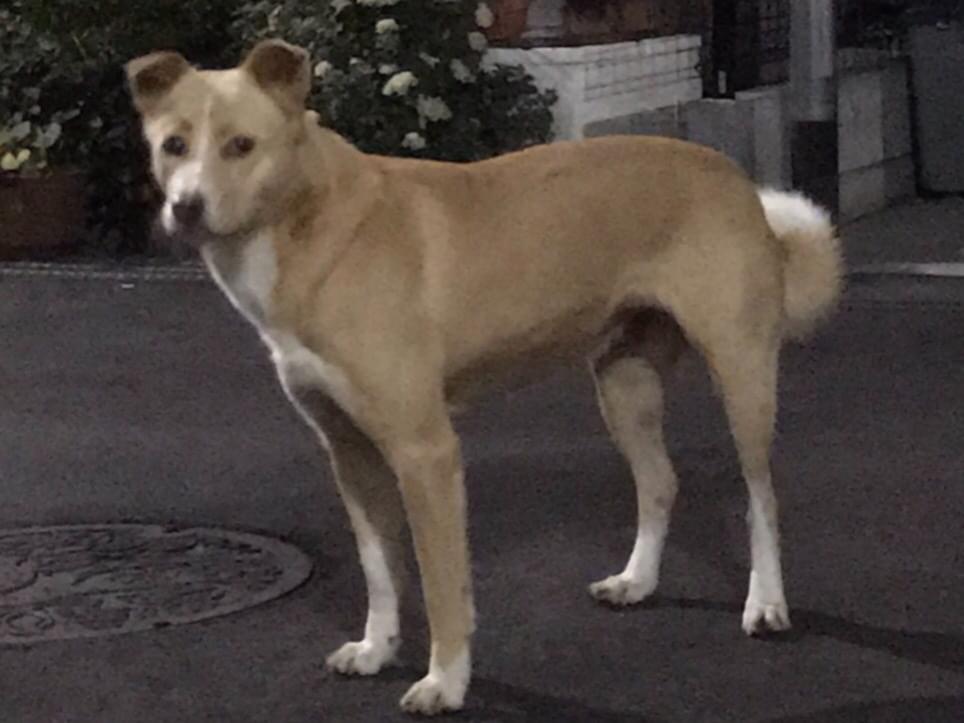 目撃された犬 目撃された犬