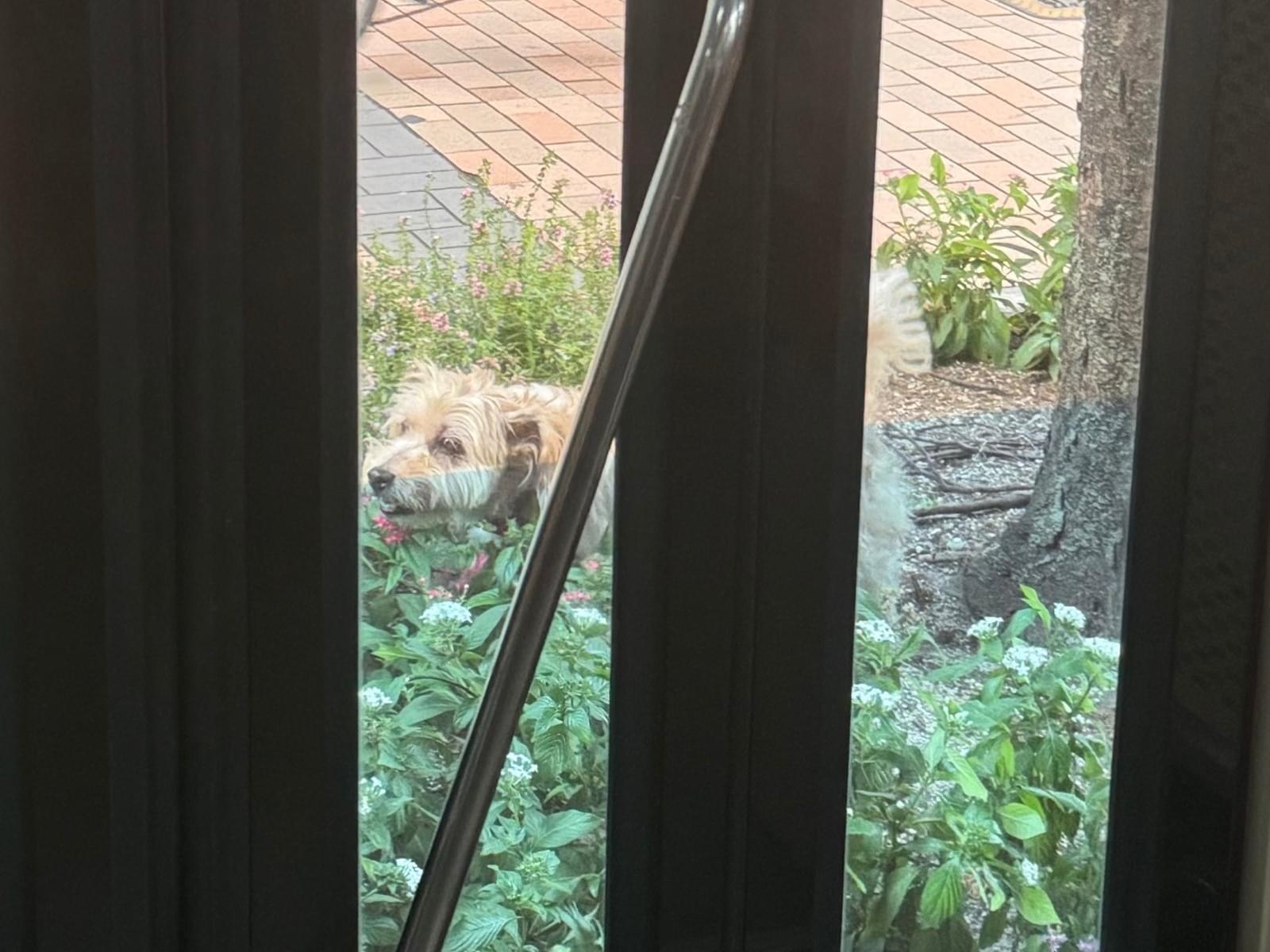 目撃された犬 目撃された犬