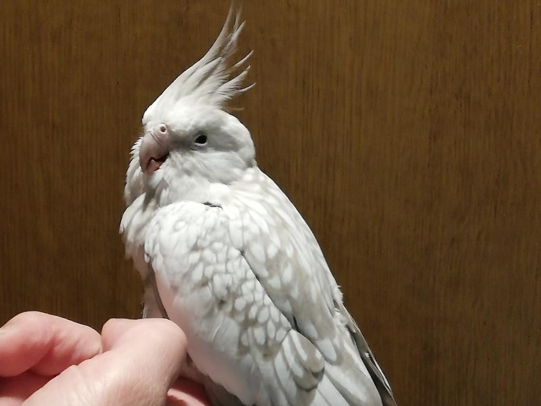 保護された鳥 保護された鳥