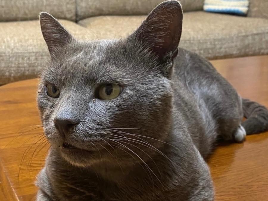 保護された猫 保護された猫