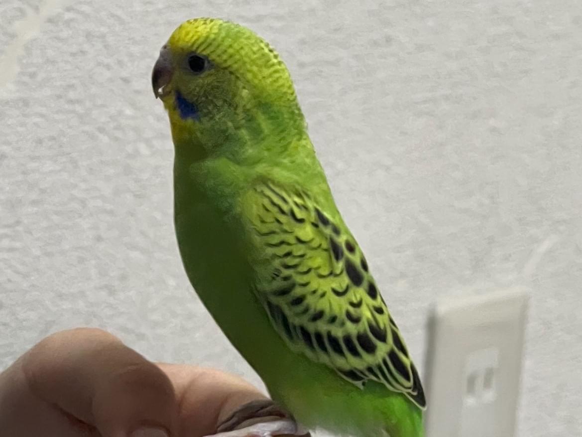 まっちゃちゃん まっちゃちゃん