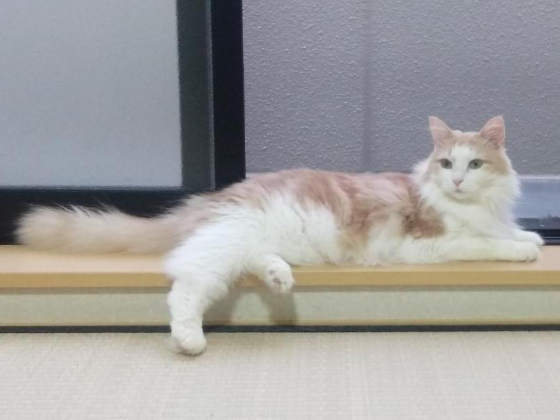 アキトちゃん アキトちゃん