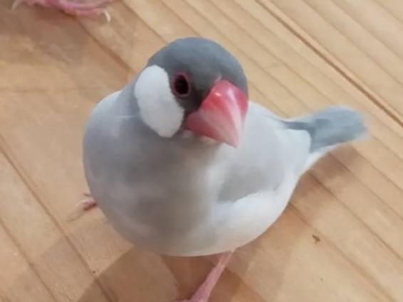 ちゅんちゃん ちゅんちゃん