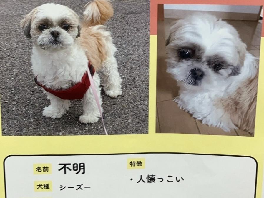 保護された犬